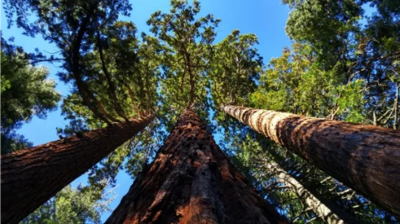 Sequoia and Kings Canyon National Parks, USA